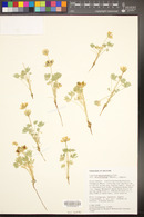 Lupinus densiflorus var. densiflorus image