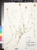 Adenophyllum porophylloides image