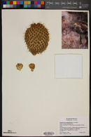 Opuntia pycnantha image