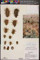 Cylindropuntia prolifera image