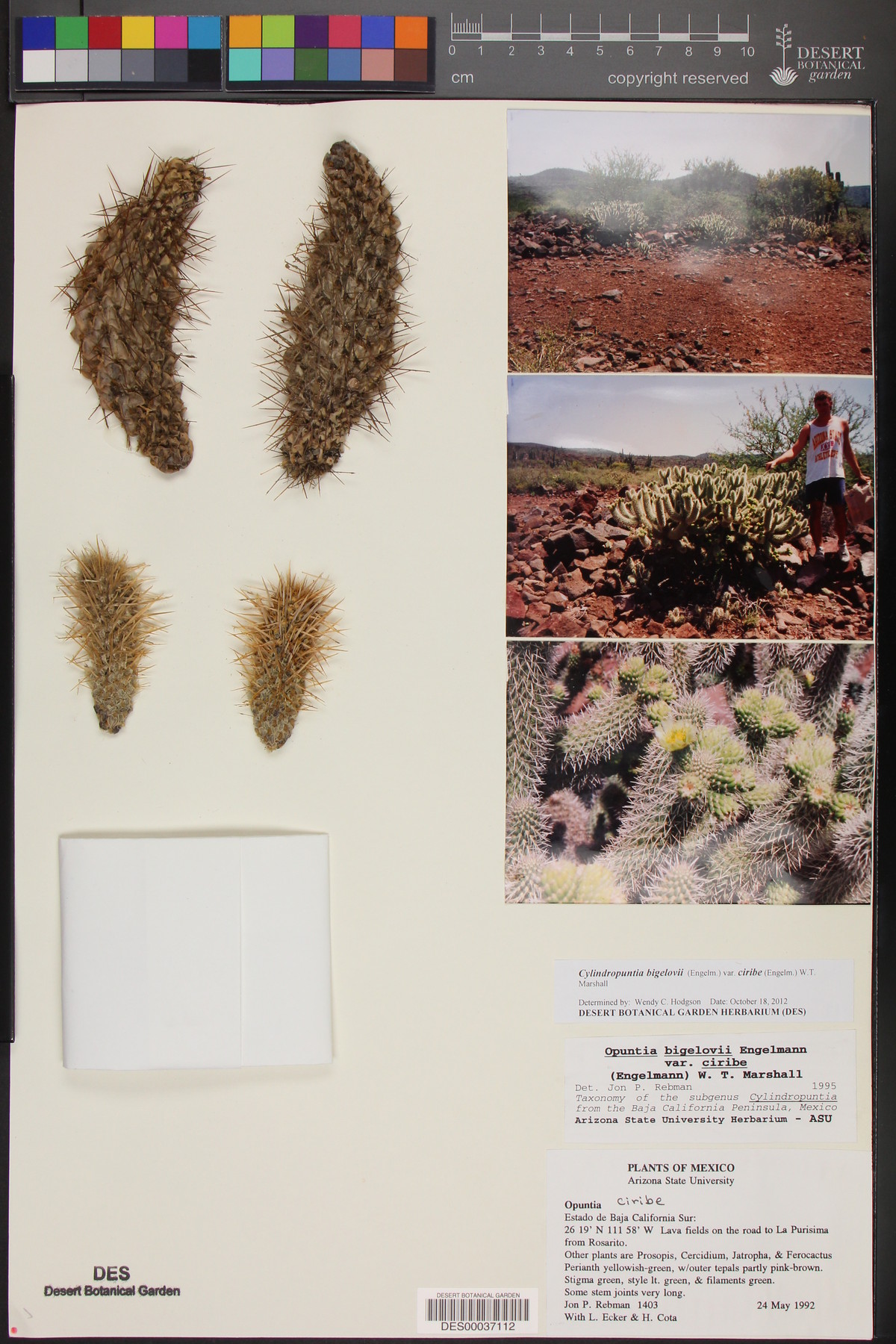 Cylindropuntia bigelovii subsp. ciribe image