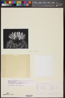 Eriosyce curvispina image