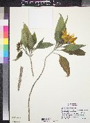 Tithonia fruticosa image