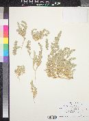 Atriplex coronata image