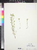 Cryptantha pterocarya image