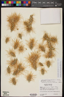 Cylindropuntia echinocarpa image