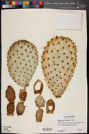 Opuntia chlorotica image