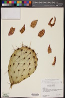 Opuntia engelmannii var. engelmannii image