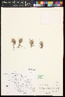 Mammillaria pottsii image