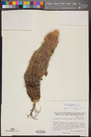 Echinocereus viridiflorus var. chloranthus image