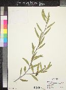 Eucalyptus erythronema image