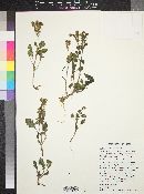 Phacelia caerulea image