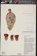 Opuntia basilaris image