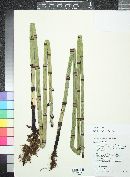 Equisetum hyemale image