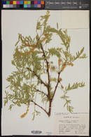 Prosopis glandulosa var. torreyana image