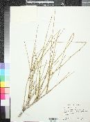 Ephedra trifurca image