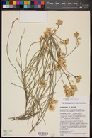 Ericameria nauseosa var. juncea image