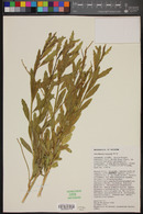 Baccharis salicina image