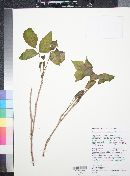 Toxicodendron radicans image