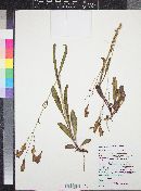 Penstemon comarrhenus image