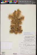 Cylindropuntia × multigeniculata image