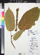 Sterculia angustifolia image