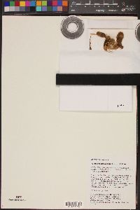 Pygmaeocereus familiaris image