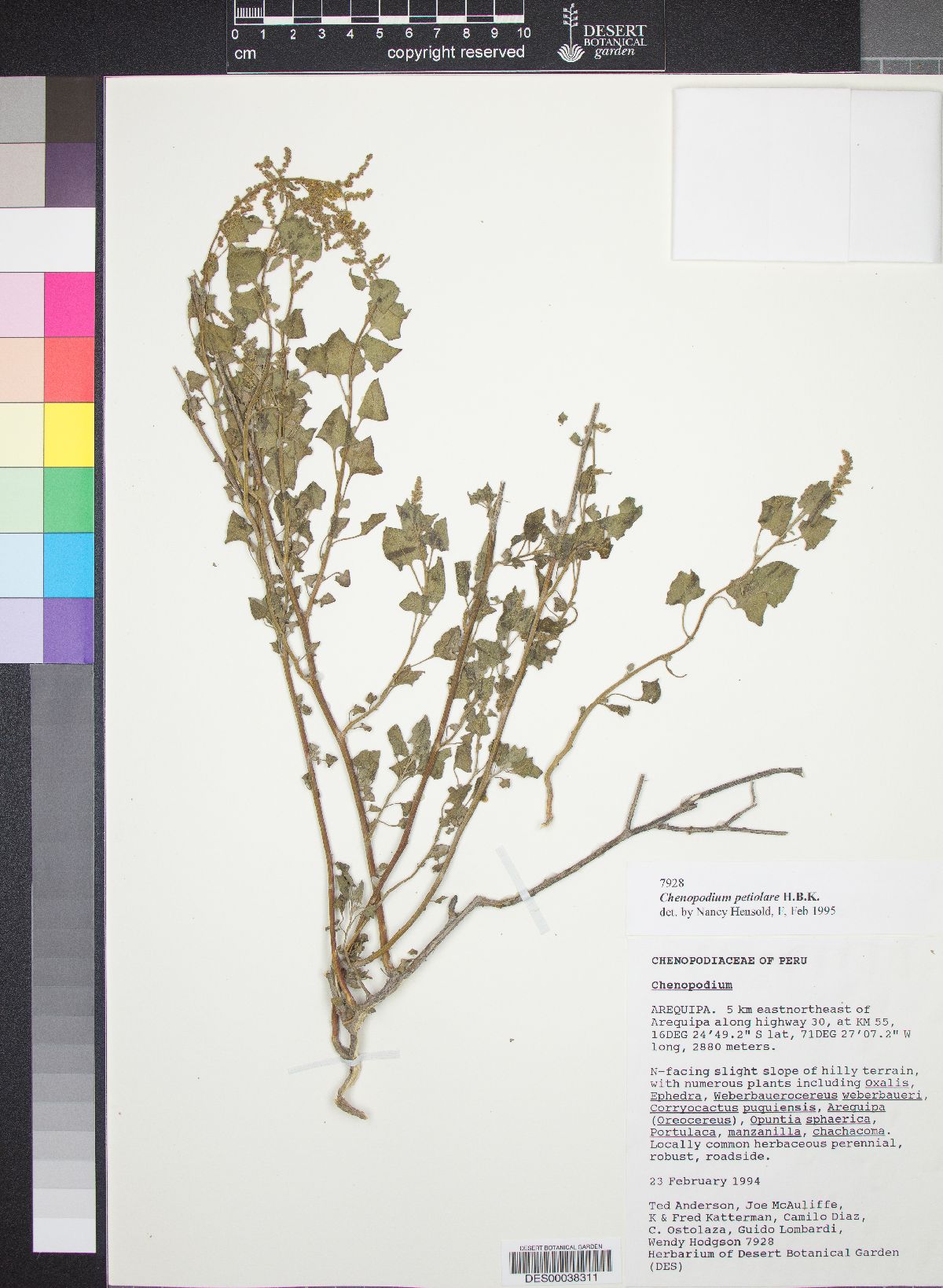 Chenopodium petiolare image