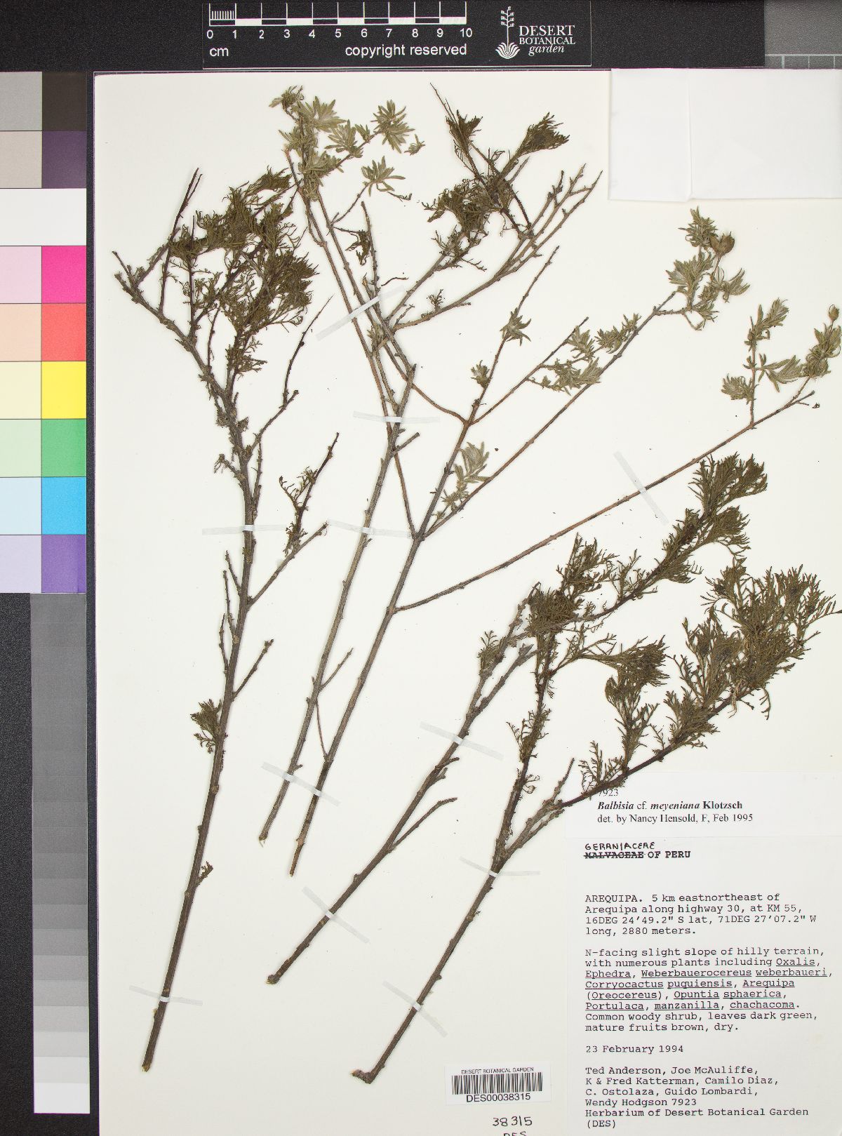 Balbisia meyeniana image