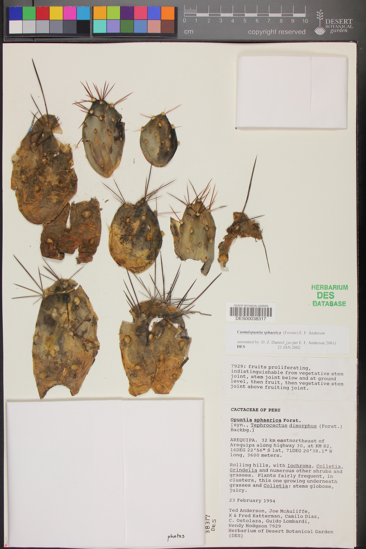 Cumulopuntia boliviana subsp. ignescens image