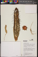 Corryocactus aureus image