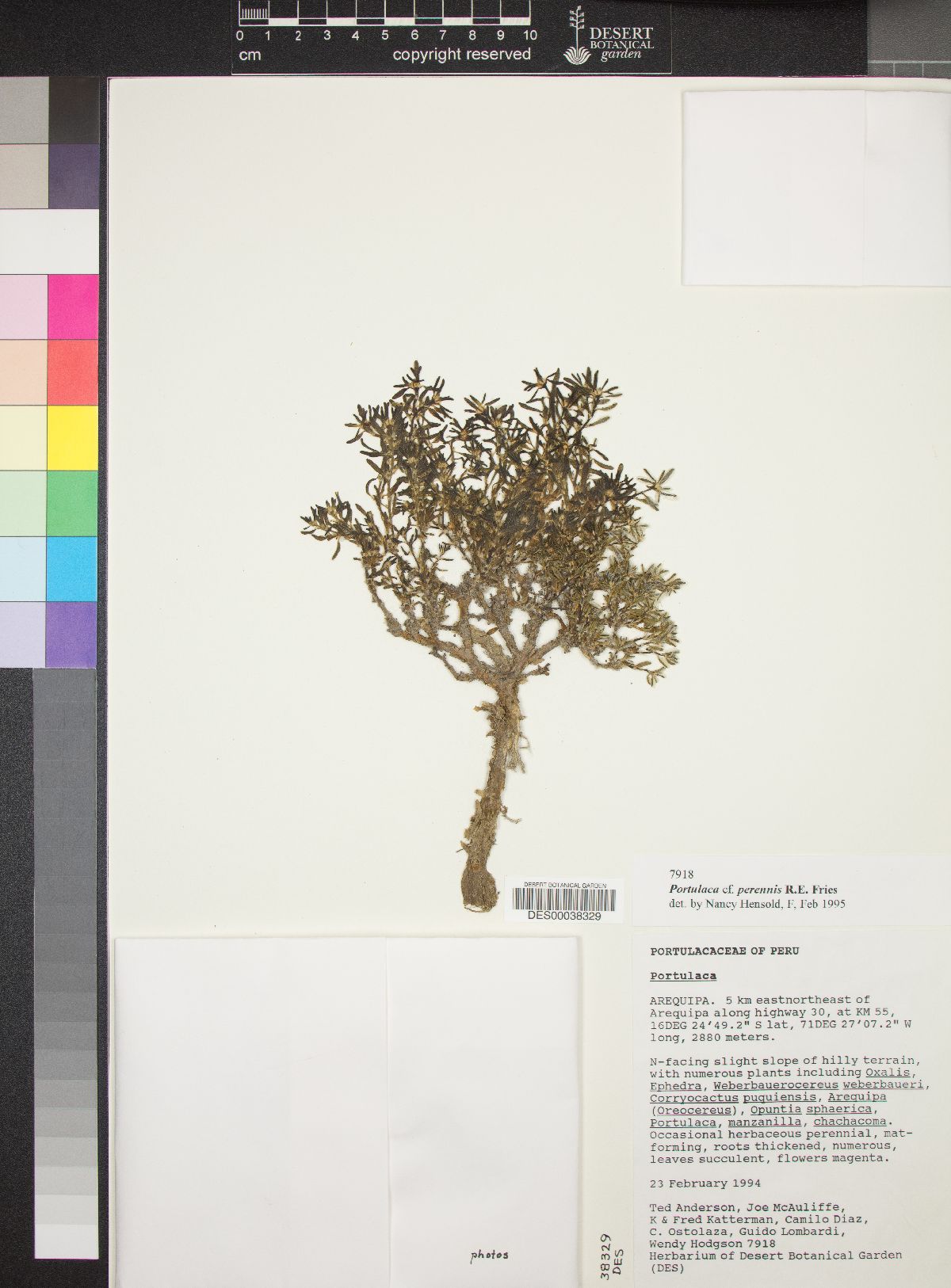 Portulaca perennis image