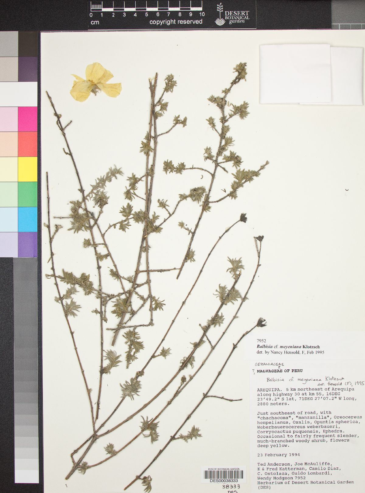 Balbisia meyeniana image