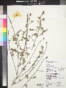 Balbisia meyeniana image