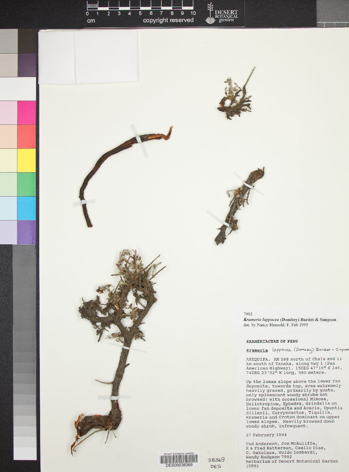 Krameria lappacea image