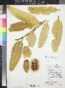 Colicodendron scabridum image