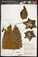 Armatocereus matucanensis image