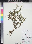 Acacia huarango image