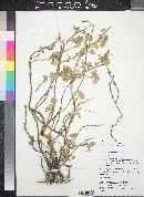 Atriplex peruviana image