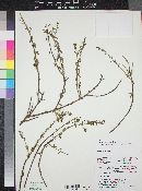 Galvezia fruticosa image