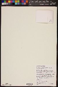 Opuntia aureispina image