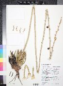 Agave parviflora subsp. parviflora image