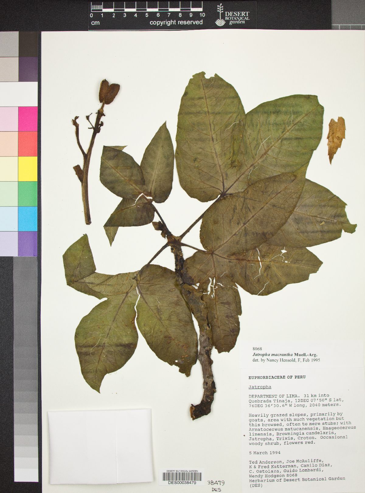 Jatropha macrantha image