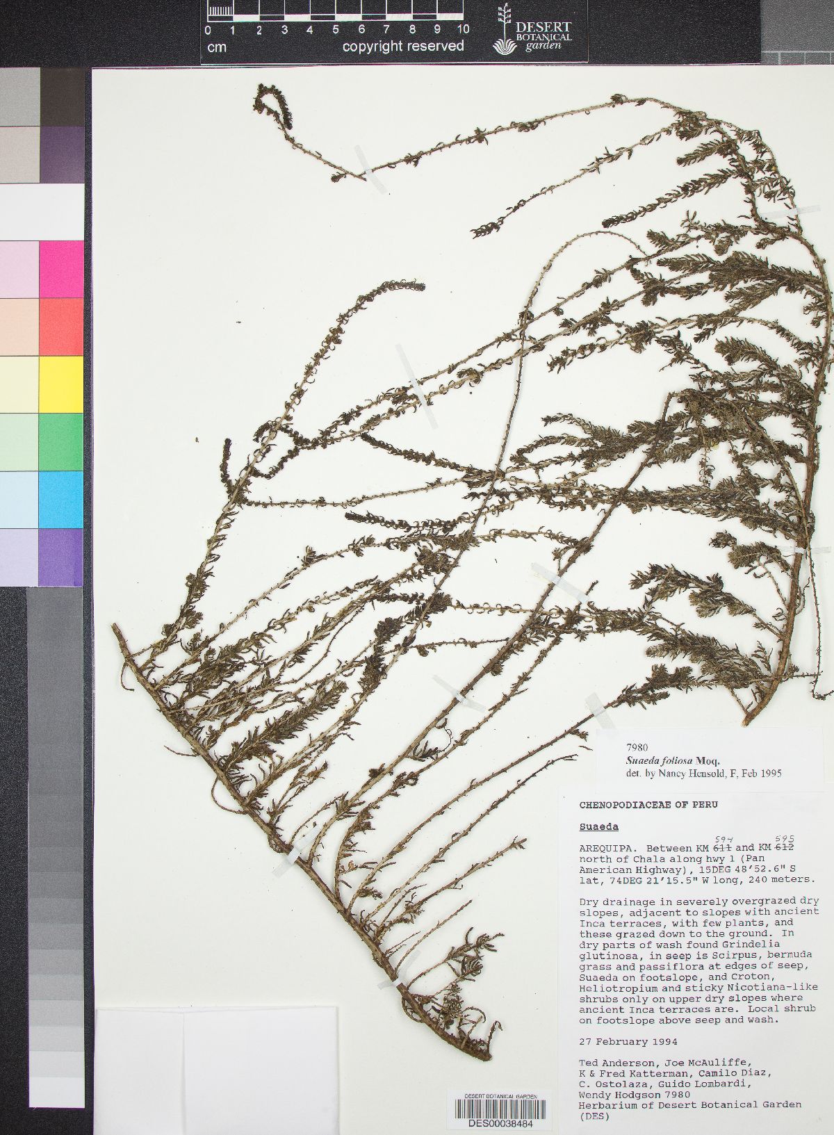Suaeda foliosa image