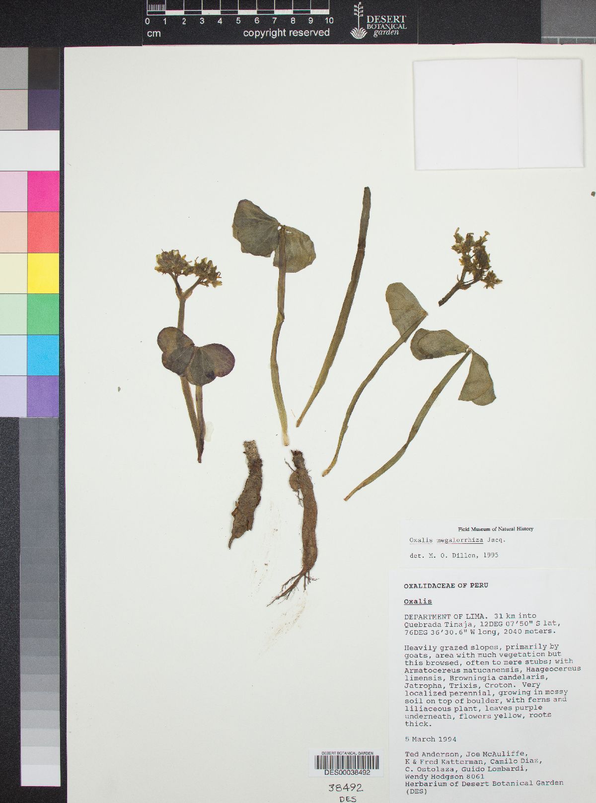 Oxalis megalorrhiza image