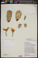 Opuntia fragilis image