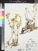 Eriogonum umbellatum var. umbellatum image