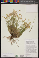 Erigeron concinnus var. condensatus image