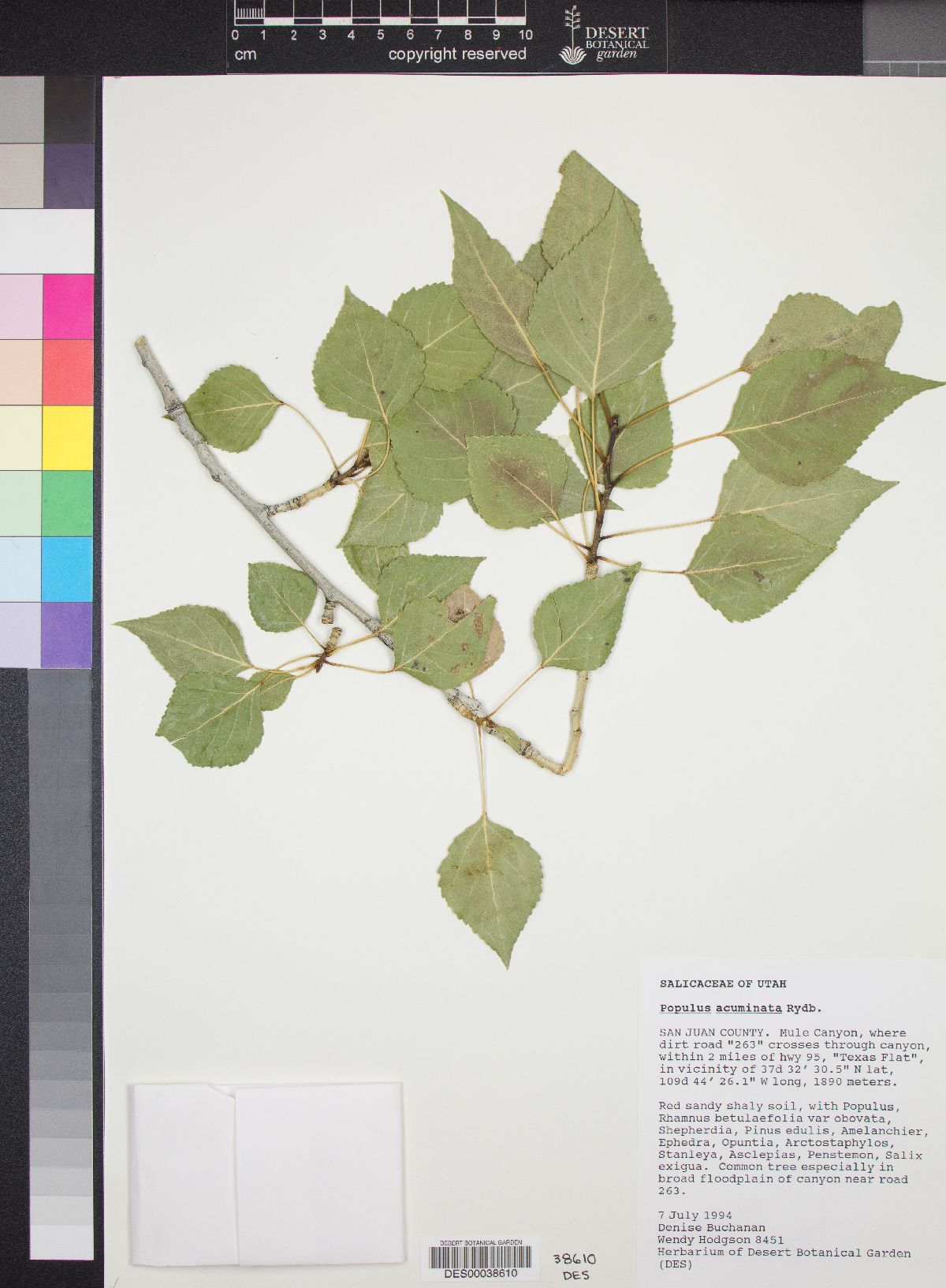 Populus x acuminata image