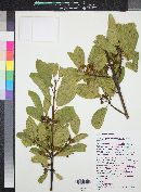 Frangula betulifolia image